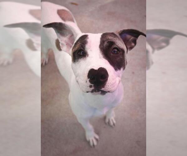 Medium Photo #1 Mutt Puppy For Sale in Sacramento, CA, USA