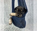 Small #3 Chihuahua Mix