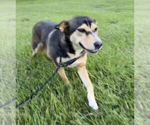 Peanut - Female Mutt Dog for Adoption - Photo #7