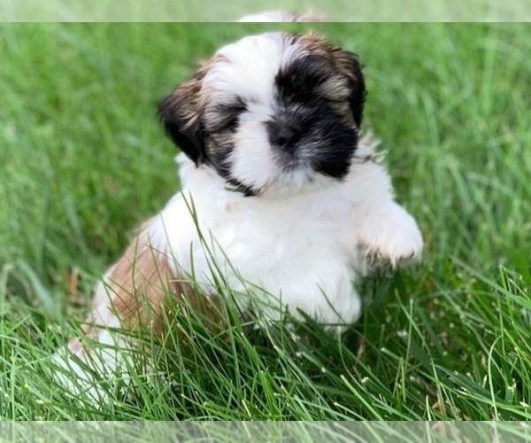 Medium Photo #1 Shih Tzu Puppy For Sale in MURPHYSBORO, IL, USA