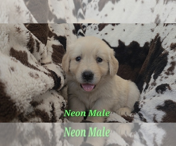 Medium Photo #3 Golden Retriever Puppy For Sale in CRAWFORDVILLE, FL, USA