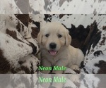Small #2 Golden Retriever