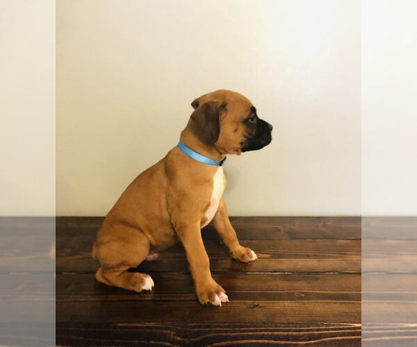 Medium Photo #4 Boxer Puppy For Sale in MILFORD, IN, USA