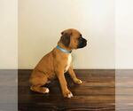 Small Photo #4 Boxer Puppy For Sale in MILFORD, IN, USA