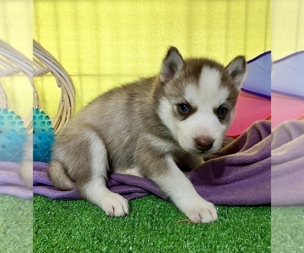Medium Photo #20 Siberian Husky Puppy For Sale in DEARBORN, MO, USA
