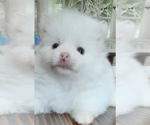 Pomeranian Puppy for sale in GWYNN OAK, MD, USA