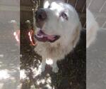 Small #2 Great Pyrenees
