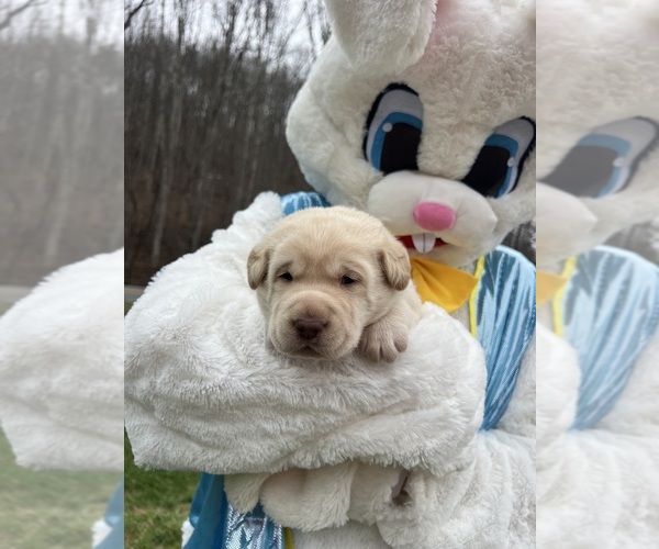 Medium Photo #4 Labrador Retriever Puppy For Sale in NEOLA, WV, USA