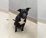Small Labrador Retriever Mix