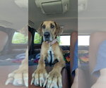 Small #2 Great Dane
