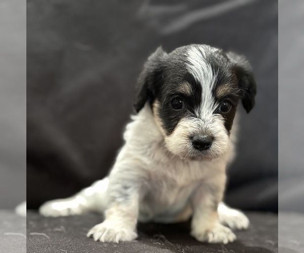 Medium Photo #11 Pembroke Welsh Corgi-Poodle (Miniature) Mix Puppy For Sale in LONGMONT, CO, USA