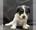 Small #10 Pembroke Welsh Corgi-Poodle (Miniature) Mix