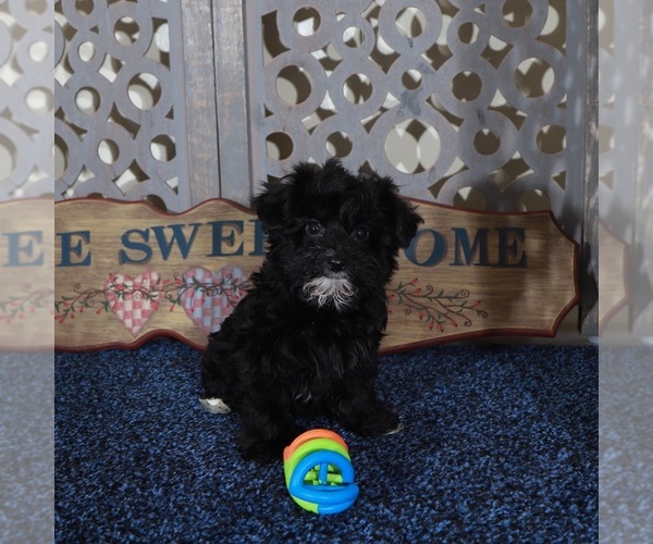 Medium Photo #2 YorkiePoo Puppy For Sale in MOUNT VERNON, OH, USA