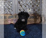 Small #1 YorkiePoo