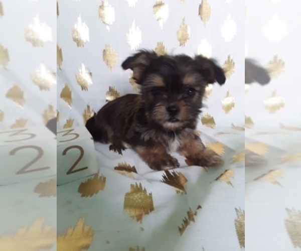 Medium Photo #1 Shorkie Tzu Puppy For Sale in SCOTTVILLE, MI, USA