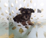 Small Photo #1 Shorkie Tzu Puppy For Sale in SCOTTVILLE, MI, USA