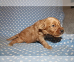 Small Photo #3 Goldendoodle (Miniature) Puppy For Sale in BLMGTN, IN, USA