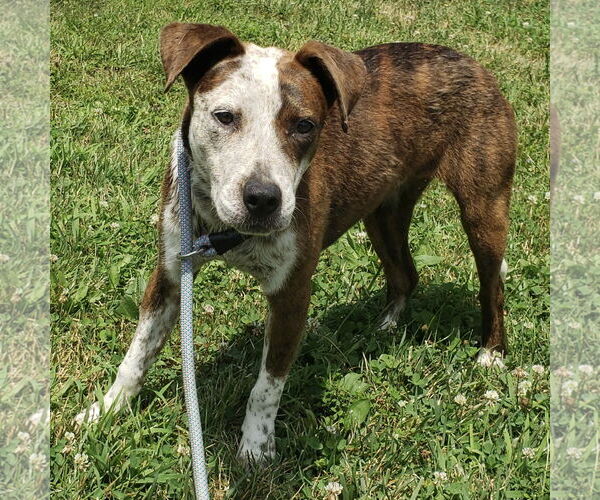 Medium Photo #2 Beagle-Unknown Mix Puppy For Sale in Batavia, OH, USA
