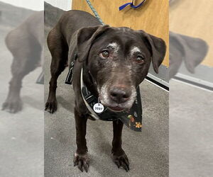 Labrador Retriever Dogs for adoption in Forestville, MD, USA