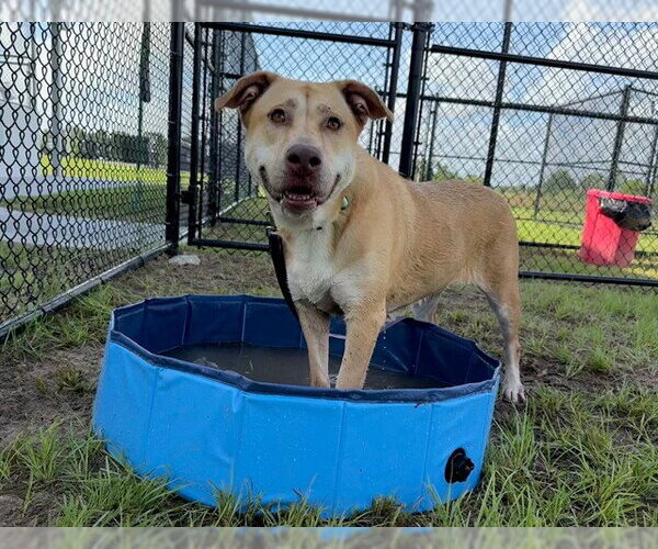 Medium Photo #2 American Pit Bull Terrier-Unknown Mix Puppy For Sale in Ocala, FL, USA