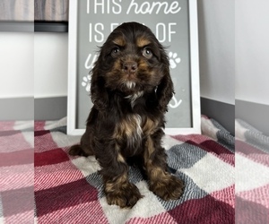 Cocker Spaniel Puppy for sale in FRANKLIN, IN, USA