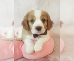 Small Photo #1 Cavapoo Puppy For Sale in AUSTIN, TX, USA