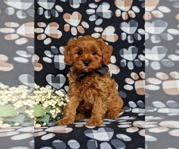 Medium Photo #1 Cavapoo Puppy For Sale in KIRKWOOD, PA, USA