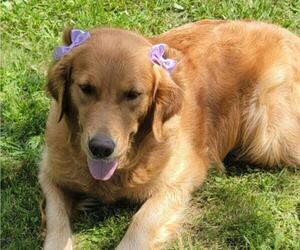 Mother of the Golden Retriever puppies born on 09/02/2025