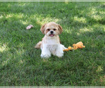 Small #4 Shih Tzu