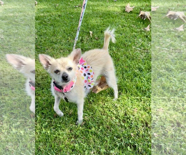 Medium Photo #3 Mutt Puppy For Sale in Menifee, CA, USA