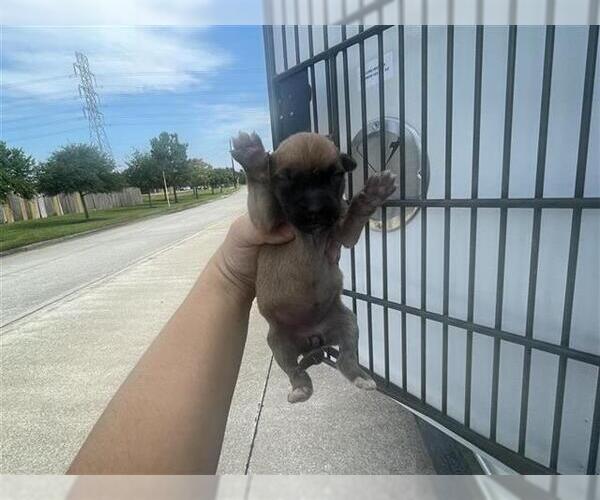 Medium Photo #1 German Shepherd Dog Puppy For Sale in Houston, TX, USA