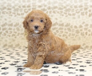 Miniature Bernedoodle Puppy for sale in DENVER, PA, USA