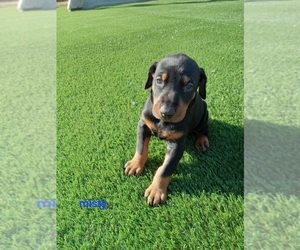 Medium Doberman Pinscher