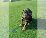 Puppy Misty Doberman Pinscher