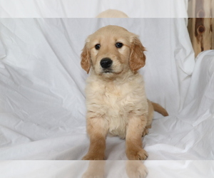Golden Retriever Puppy for sale in SHILOH, OH, USA