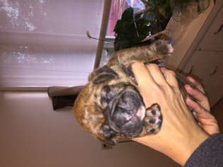 Boxer Puppy for sale in MARTHASVILLE, MO, USA
