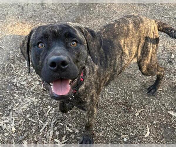 Medium Photo #3 Mutt Puppy For Sale in Martinez, CA, USA