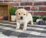 Small #1 Labrador Retriever