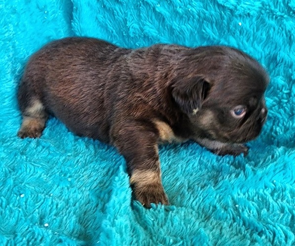 Medium Photo #10 French Bulldog Puppy For Sale in LAS VEGAS, NV, USA