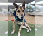 Small #9 German Shepherd Dog Mix