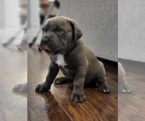 Cane Corso Puppy for Sale in GREENFIELD, Indiana USA
