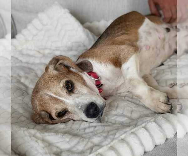 Medium Photo #8 Beagle-Unknown Mix Puppy For Sale in Dunnellon, FL, USA