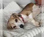 Small #7 Beagle Mix