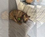 Small #8 Staffordshire Bull Terrier Mix