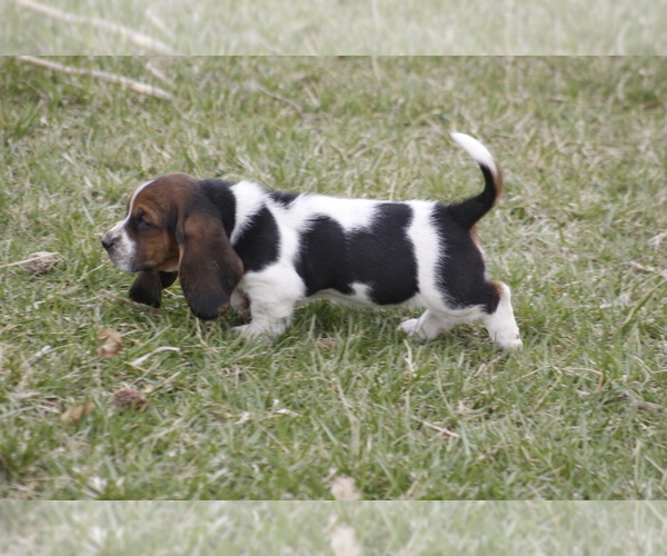 Medium Photo #2 Basset Hound Puppy For Sale in MEMPHIS, MO, USA