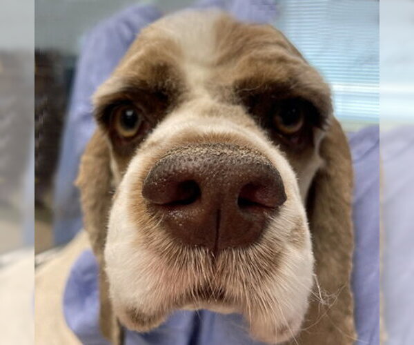 Medium Photo #3 Cocker Spaniel Puppy For Sale in Arlington, VA, USA