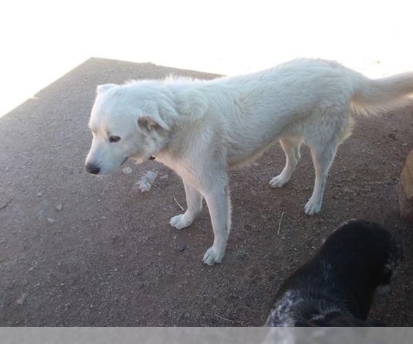 Medium Photo #1 Akbash Dog-Great Pyrenees Mix Puppy For Sale in ORACLE, AZ, USA