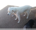 Small Photo #1 Akbash Dog-Great Pyrenees Mix Puppy For Sale in ORACLE, AZ, USA