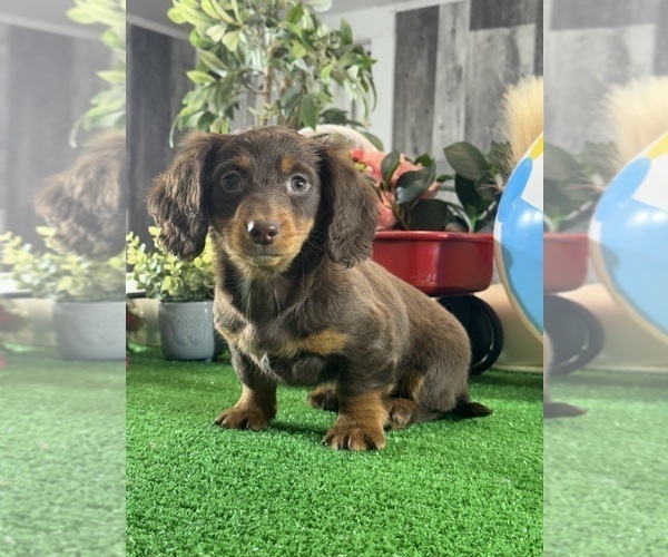 Medium Photo #2 Dachshund Puppy For Sale in CANOGA, NY, USA