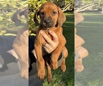 Small Photo #3 Rhodesian Ridgeback Puppy For Sale in BONSALL, CA, USA